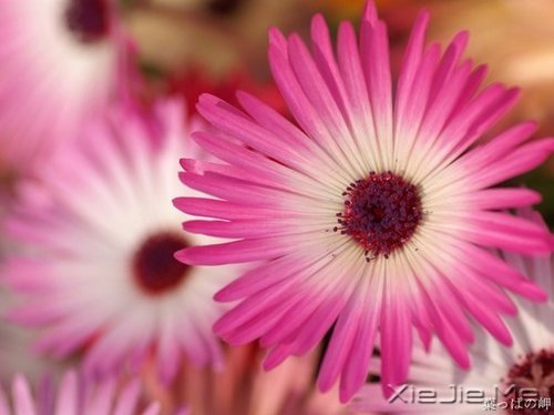 早安心语:找一个理由,去否认忧伤 (9)