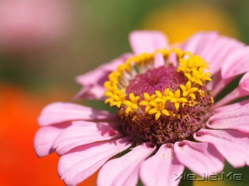 早安心语:找一个理由,去否认忧伤 (10)