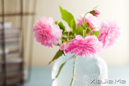 早安心语:轻轻的呼吸,浅浅的微笑 (7)