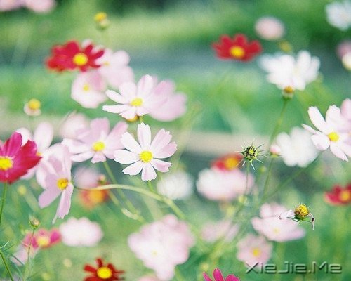 晚安心语:选择最淡的心事,诠释坎坷的人生 (3)