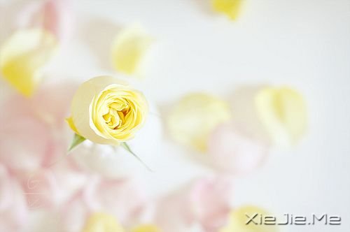 晚安心语:真正的泪水来自心底,眼睛只是一个小小的出口 (8)