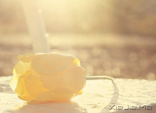 晚安心语:哭泣时没有肩膀依靠,那就仰起头 (5)