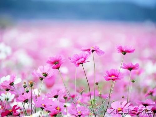 晚安心语:自由,是人生最美丽的境界 (3)