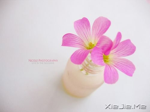 早安心语:踉踉跄跄的受伤,跌跌撞撞的坚强 (1)