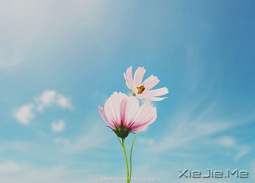 早安心语:成功的速度一定要超过父母老去的速度 (4)