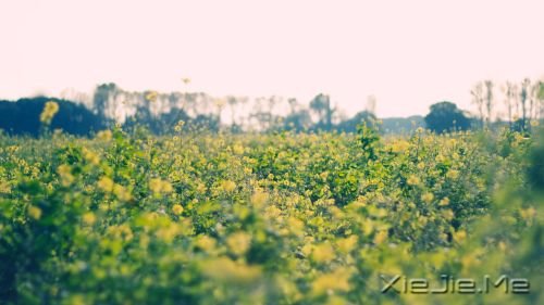 早安心语:情绪可以控制,但眼泪不会撒谎 (4)