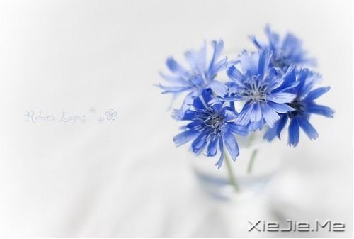 晚安心语:那些单独飞翔的人拥有最强大的翅膀 (10)