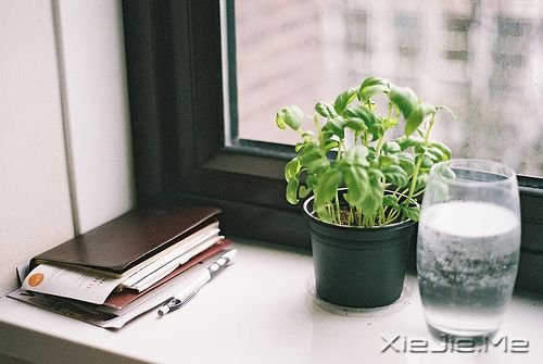 英文心语:无需等待,没有比当下更好的时间 (4)