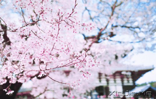 ������Լ���10��Լ�� (11)