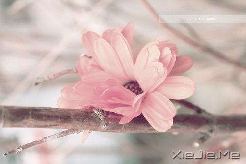 唯美的花朵图片 (7)